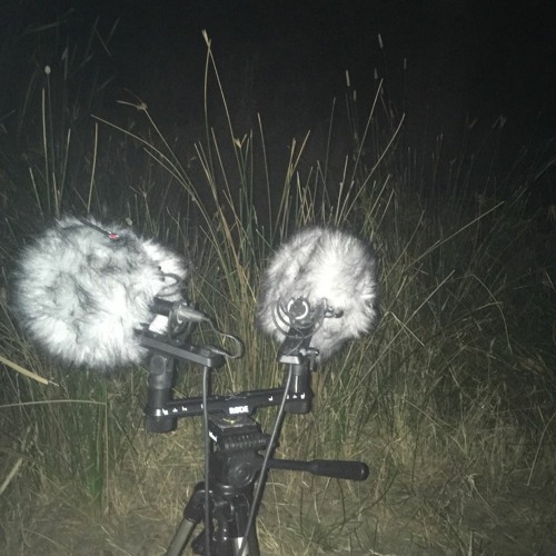 FKISM: Carrickalinga Creek ‘Beach’ at night (~8pm) - January 2021