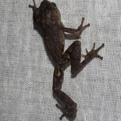 Prolix Caltrop [disquiet0726]