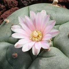 19.Madre de la Yanawana (Canto a la virgen)