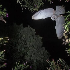 𝒄𝒐𝒓𝒑𝒔𝒆 𝒃𝒓𝒊𝒅𝒆 (lady gaga se era una ragazza gotica...)