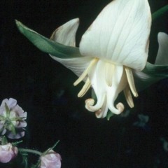 Poison Tree (Live Piano Session for Radio Stadtfilter)