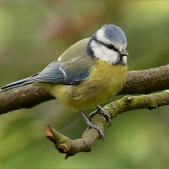 Blue Tit calls, Loch Awl, Scotland, October 1976