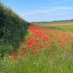 A Poppy for Percival