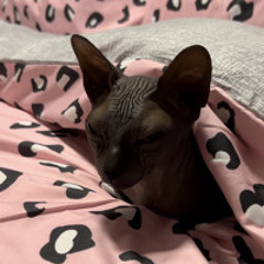 Who Spilled Stella On The Rizla??