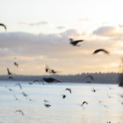 starling - 5:1:22, 8.32 PM