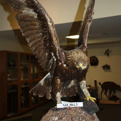 eagle prod r000