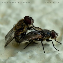 Black Flies