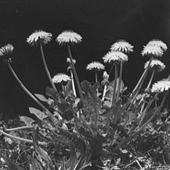 Dandelions - Ruth B | Cover by MinSage