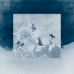 naré- bluebird