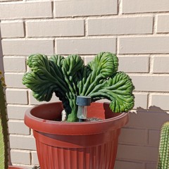 WAO (reggaeton) esperando x ti