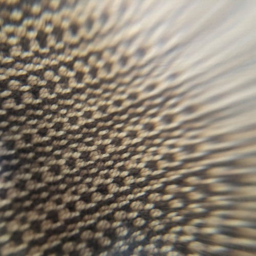 Session Cuts 001 - Lasall X Matriza