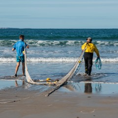 Chalut de plage : identification et comptage des juvéniles de poissons plats