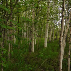 East area of Denali National Park and Preserve, Alaska, USA