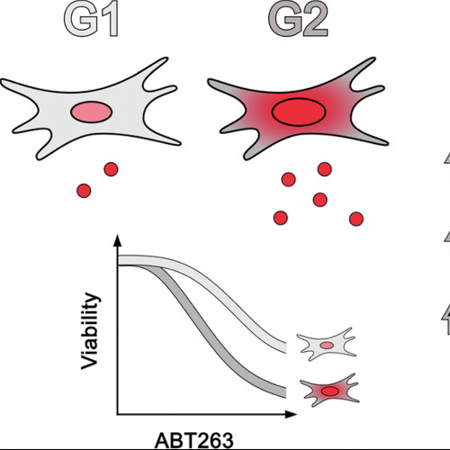 How Cell Cycle Status Affects Aging Cell Response to Senolytic Drugs