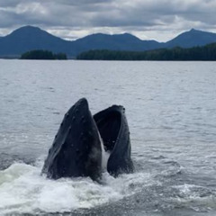 Review Special Price Wildlife Viewing And Whale Watching Quest