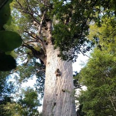 Earth / grounding / healing meditation