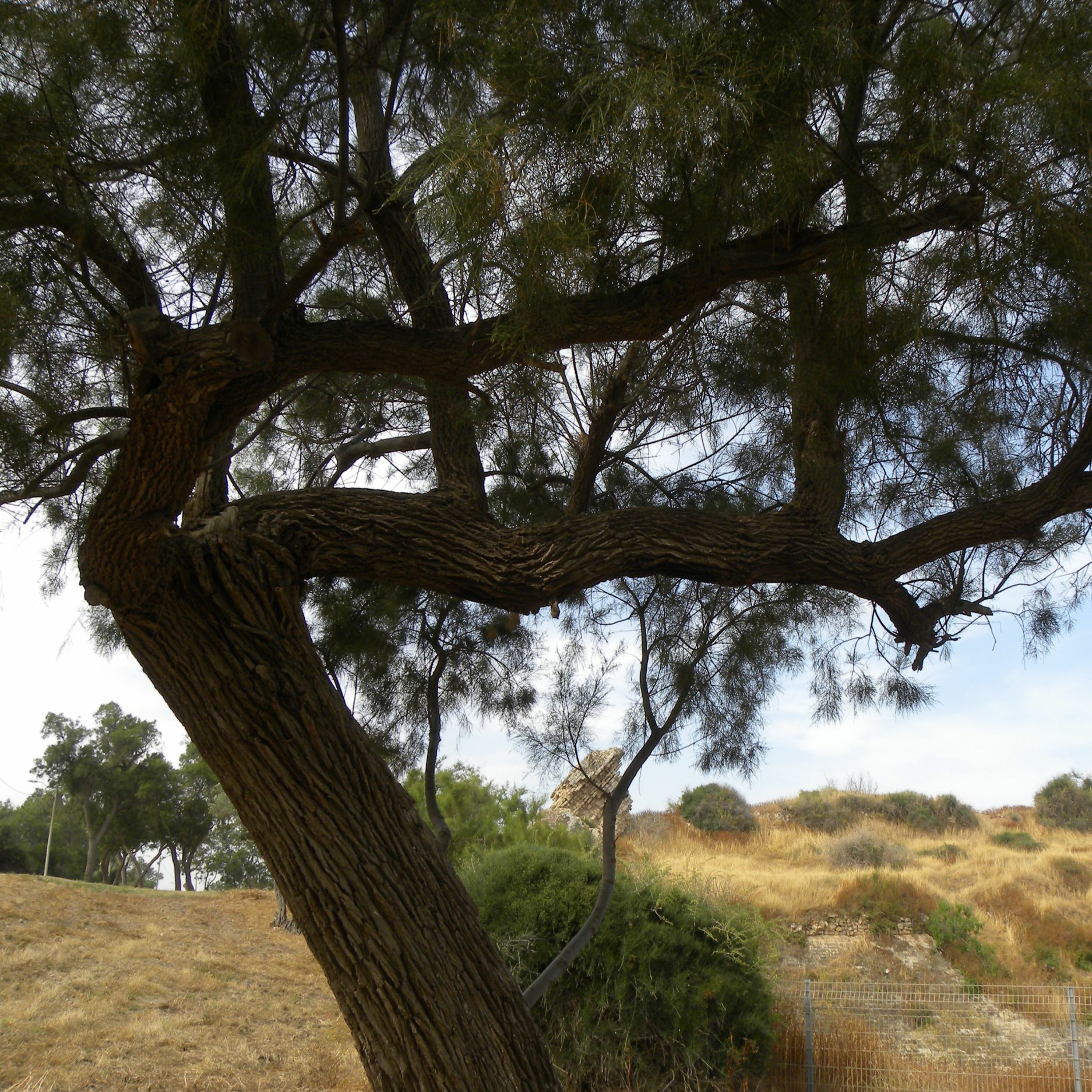 Tamarisk Tree (2009) episode artwork
