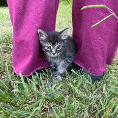 kitty yaya
