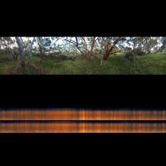 2025.11.26 Wind and Light Rain before Dawn. Coastal Forest. Late Spring.