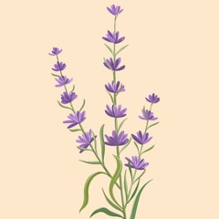 Lavender (OG version)