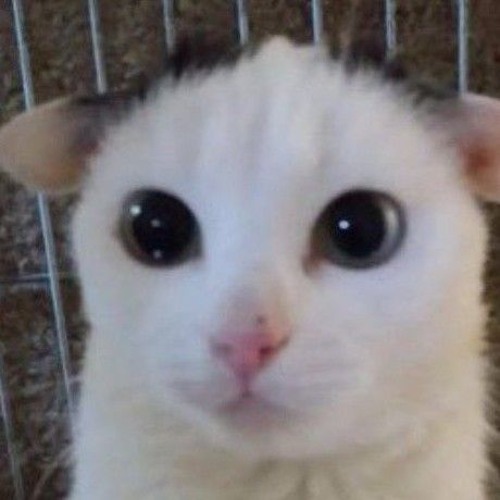 puppet songs i like more specifically