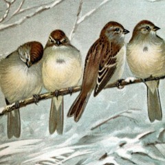 FAWM 2024 #05 - Song for a Sparrow