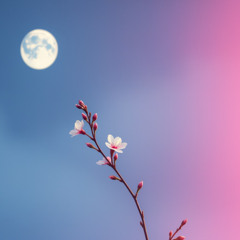 Walk in the Moonlight