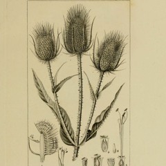 2024_01_22-Cabaret Des Oiseaux