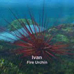 URCHIN [DIRECT DL]