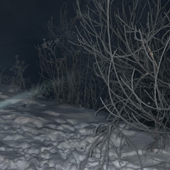 salem night