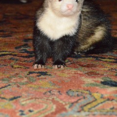 Ingreediants(DICKRICHARDS x O.G. OZZY)