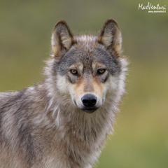 She wolf edit audio