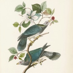 Eden