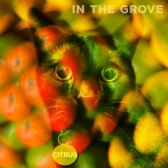 Crosseyed by Citrus