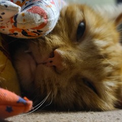 Mother Meow