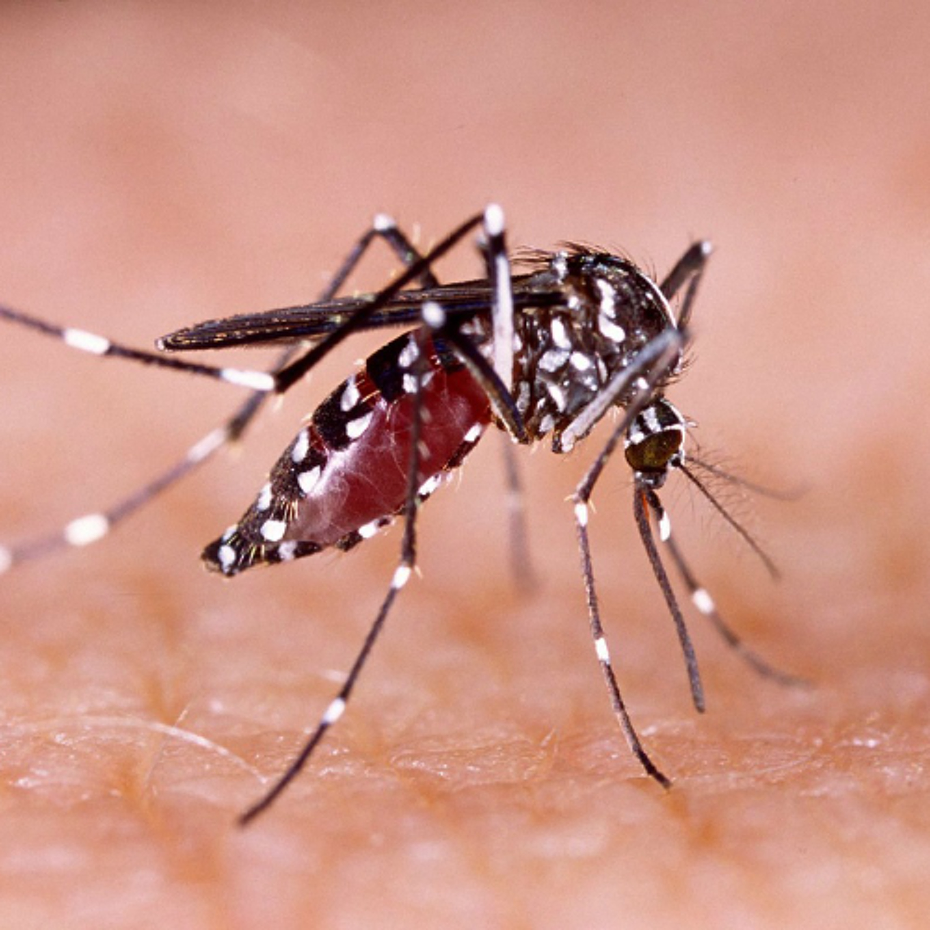 Orleans confirma novos focos do mosquito Aedes aegypti e reforça alerta à população episode artwork