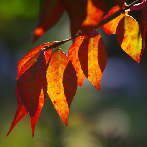 Du är en tanke som lever nu igen - Hutter Inspiring Group
