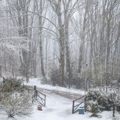 Snowflakes