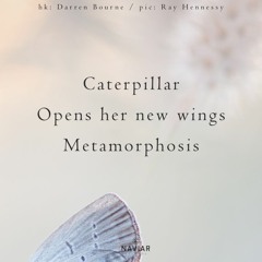 Caterpillar  (Naviarhaiku 503 )