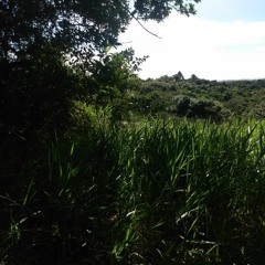 i know a place (cover)