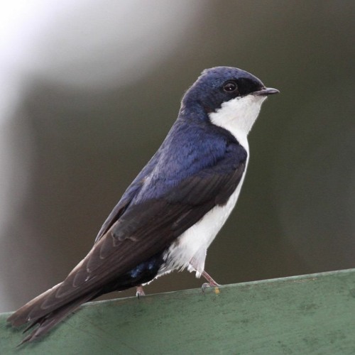 Stream Blue-and-white Swallow (Notiochelidon cyanoleuca cyanoleuca) by ...