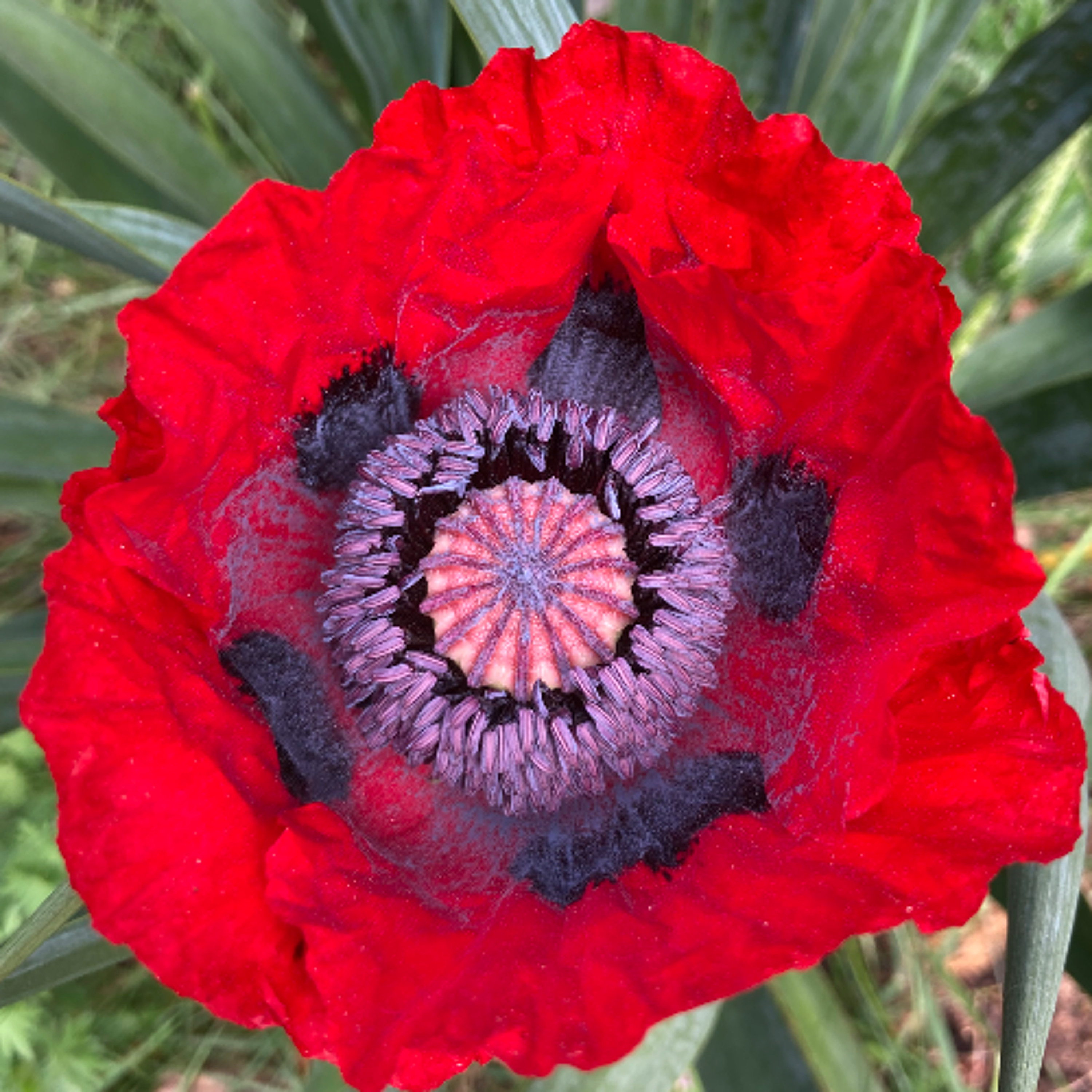Lest We Forget (the Brave)