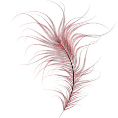 Feather (truth dub)