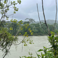 Busy Dawn Chorus overseeing the Manu River in the Peruvian Jungle