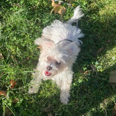 Edhox777 - Benush Hoxhalli (Qeni im esht' Beni).mp3