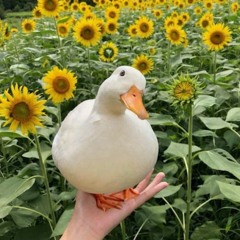 O Pato - Cover (Natalia Lafourcade version)