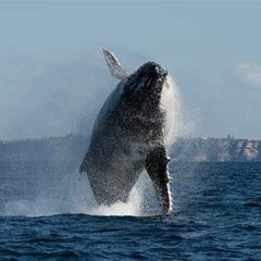 Whales In The Distance