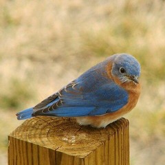 BlueBird