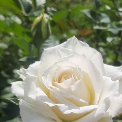 سحر محمدی، تنها نبودی