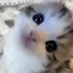 ksave + iluvpete + angelicxmei + hifire + młody yerba - na wizji (lileffort)